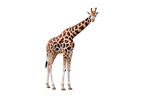 image d'une girafe